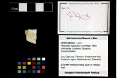 Foto (Objekt + Etikett) von Pithonoton marginatum (von Meyer, 1842)  (NHMW-GEO-2014-0194-0903)
